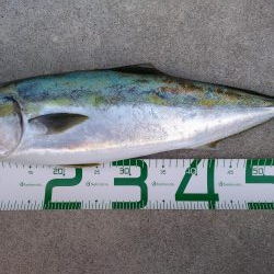 トップでハマチ