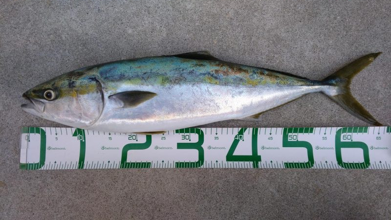 トップでハマチ