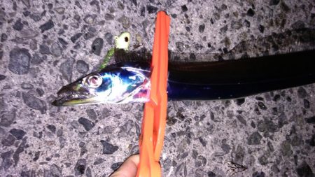 タチウオ入れ食い