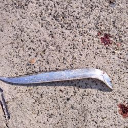 ハマチ　サゴシ　ボイル打ち