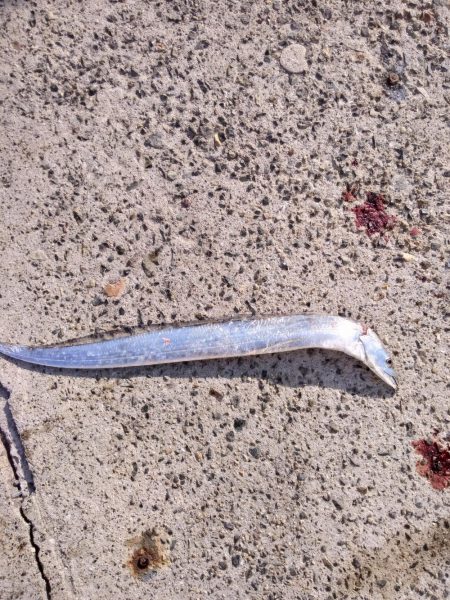 ハマチ　サゴシ　ボイル打ち