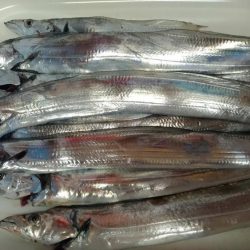 夜は小さく、朝は大きいタチウオ。