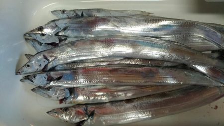 夜は小さく、朝は大きいタチウオ。