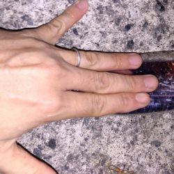 入れ食いタチウオ