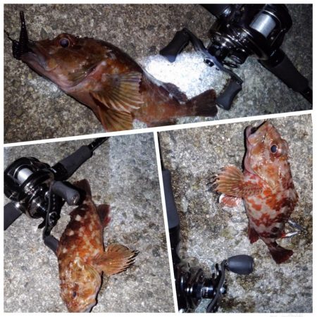 ロックフィッシュ