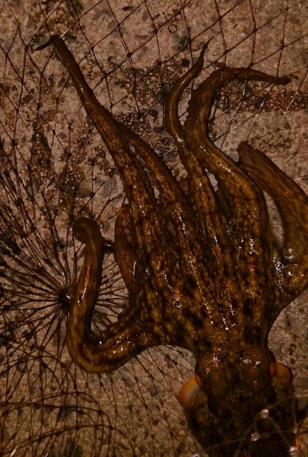 宇宙人シリーズ