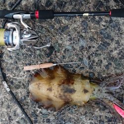 釣れてよかったm(__)m