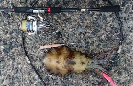 釣れてよかったm(__)m