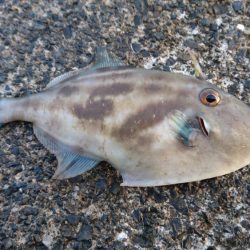 アコウ、カワハギ、エソ、アジ多数、エギングは不発