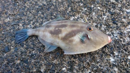 アコウ、カワハギ、エソ、アジ多数、エギングは不発