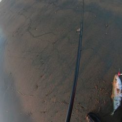 津サーフ ウェーディング マゴチ・ツバス