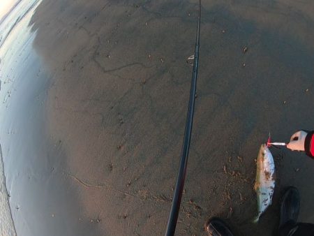 津サーフ ウェーディング マゴチ・ツバス