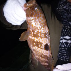 キビナゴでカサゴ&キジハタ