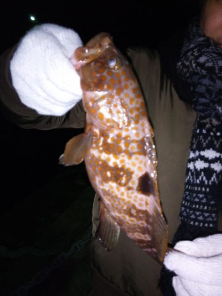 キビナゴでカサゴ&キジハタ