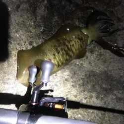 中紀でエギング、爆釣?まではいかんけどまあまあ釣果