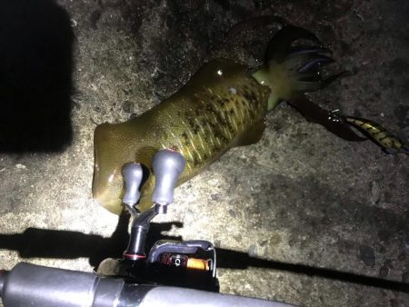 中紀でエギング、爆釣?まではいかんけどまあまあ釣果