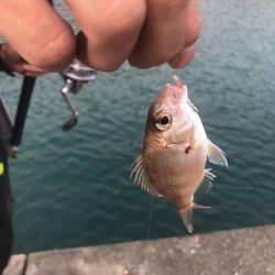 連休にサビキとエギングを楽しむファミリーフィッシング