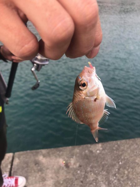 連休にサビキとエギングを楽しむファミリーフィッシング