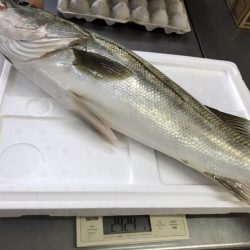 サーフシーバス