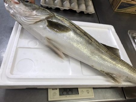 サーフシーバス