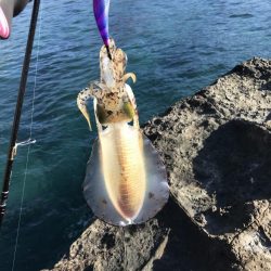 地磯で秋イカ連発のエギング釣果
