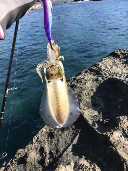 地磯で秋イカ連発のエギング釣果