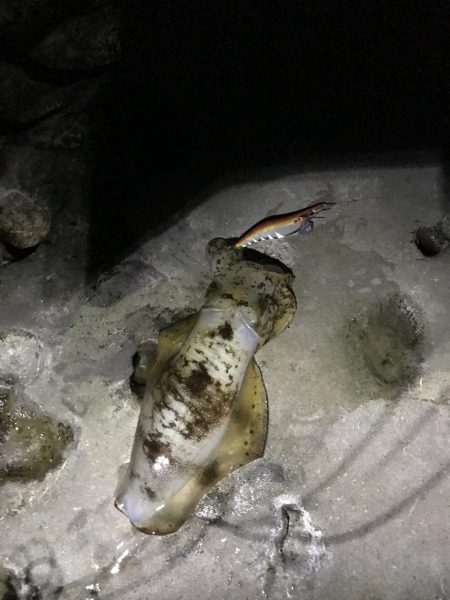 北風に強い地磯で秋イカ狙いのエギング釣果