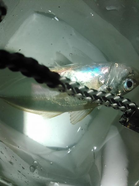 浜名湖 アジング