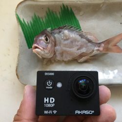 エサ釣りが渋い時はテンヤ 太刀魚