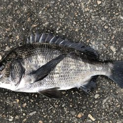 イチノ兄弟、釣果!