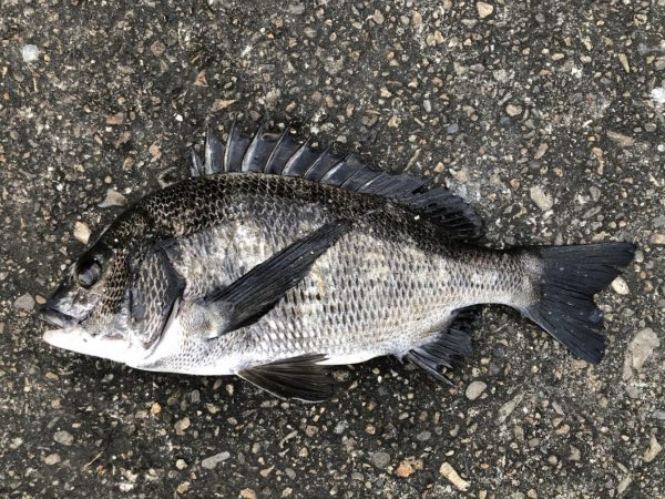 イチノ兄弟、釣果!