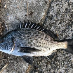 イチノ兄弟、釣果！