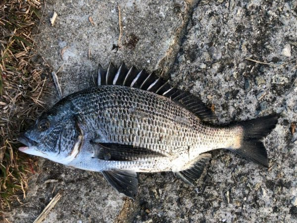 イチノ兄弟、釣果！