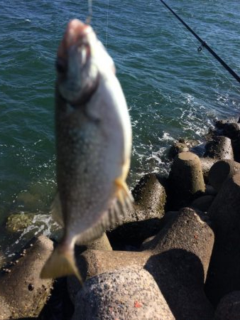 ふかせ釣り練習中！