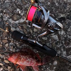 アジング淡路遠征撃沈