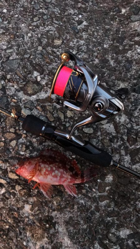 アジング淡路遠征撃沈