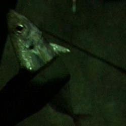 アジ良型釣れました