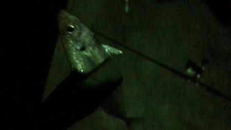 アジ良型釣れました