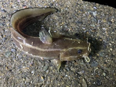 まさかのヒラメ