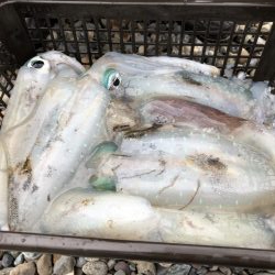 ティップラン再び