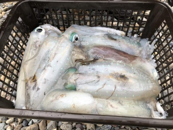 ティップラン再び