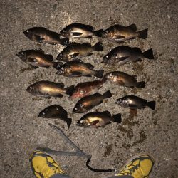 ロックフィッシュ