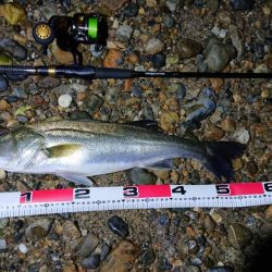 カゲロウはサヨリの代わりになりますか？