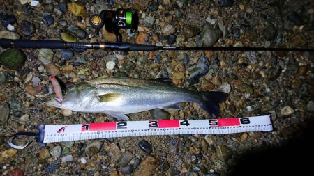 カゲロウはサヨリの代わりになりますか？