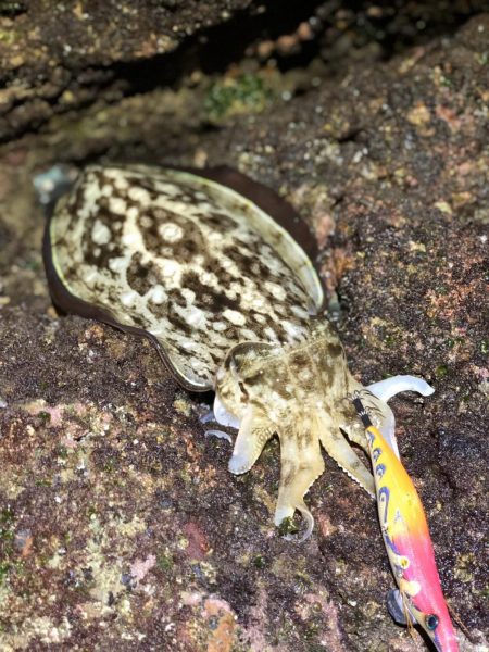 南紀遠征しました！