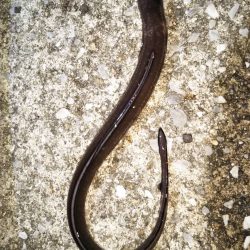 小物釣り タチウオ不発