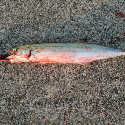 秋の3種コンプリート