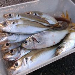 冷え込みの影響？