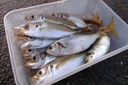 冷え込みの影響？