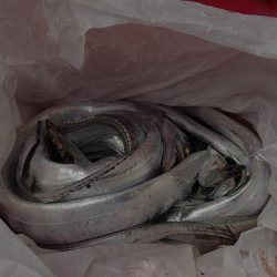 タチウオ 連続ツ抜け アジ好調